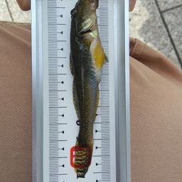 ハゼ