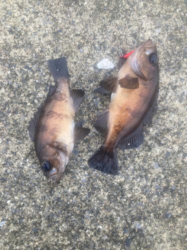 メバルの釣果