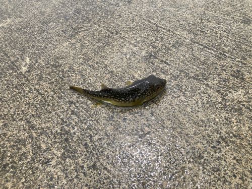 フグの釣果