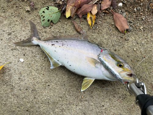 ネリゴの釣果