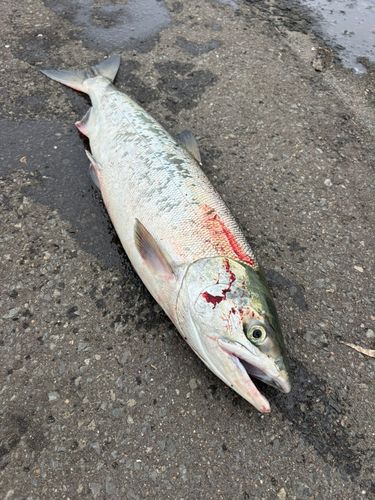 アキアジの釣果