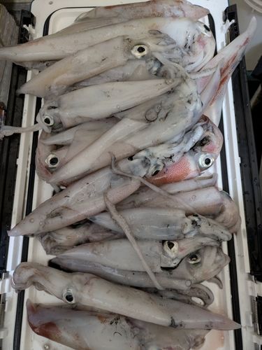 ケンサキイカの釣果
