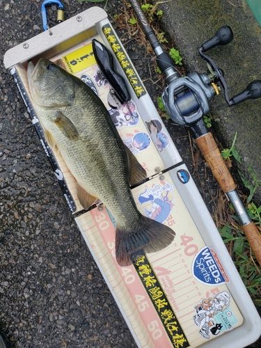 ラージマウスバスの釣果