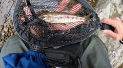 ヤマメの釣果