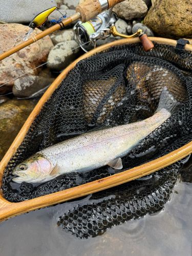 ニジマスの釣果
