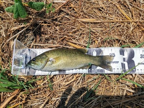 スモールマウスバスの釣果