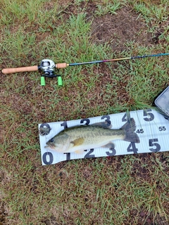 ブラックバスの釣果