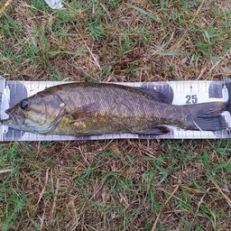 スモールマウスバス