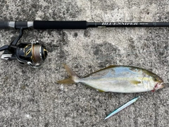 シオの釣果