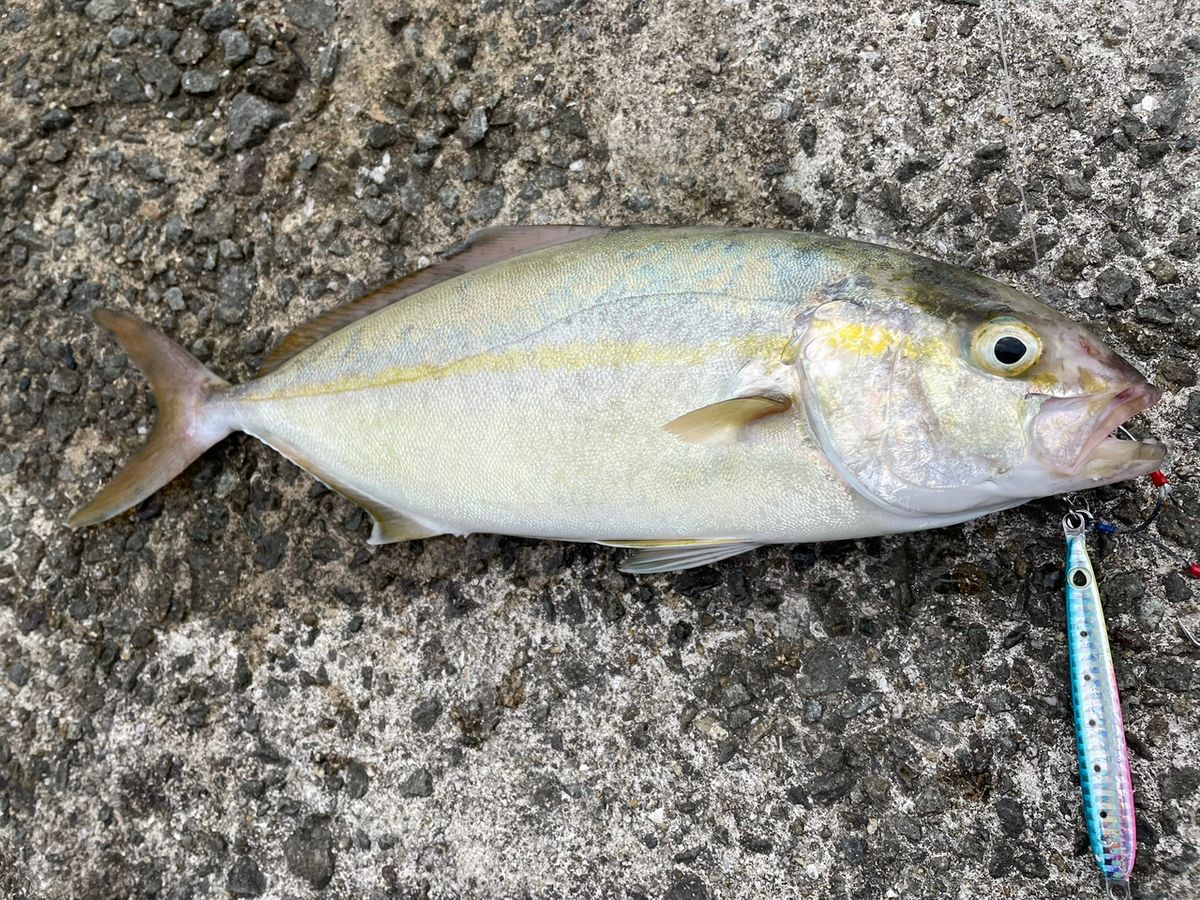 Gunjyoさんの釣果 2枚目の画像