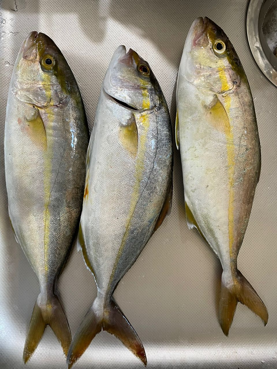 Gunjyoさんの釣果 3枚目の画像