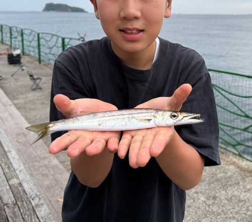 カマスの釣果