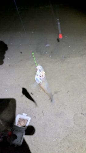 シロギスの釣果