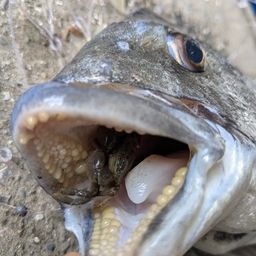 クロダイ