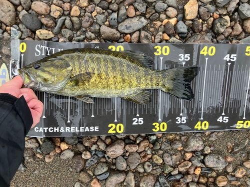 スモールマウスバスの釣果