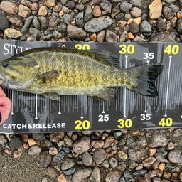 スモールマウスバス