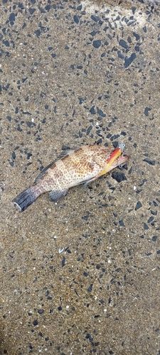 オオモンハタの釣果