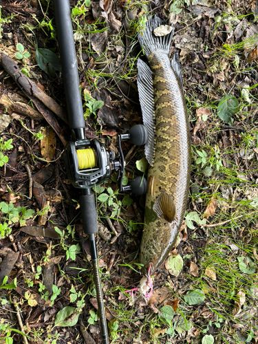 ライギョの釣果