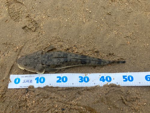 マゴチの釣果