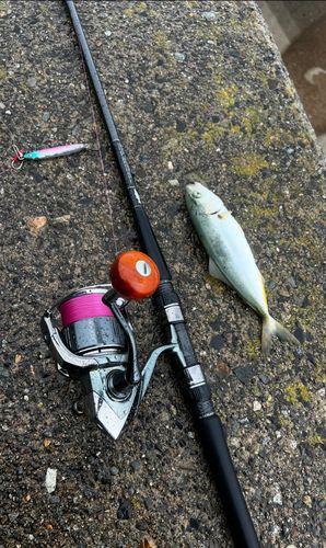 コゾクラの釣果