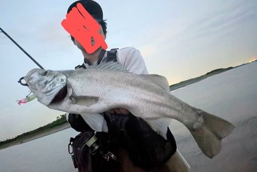 ヒラスズキの釣果