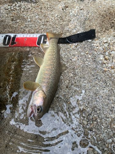 イワナの釣果