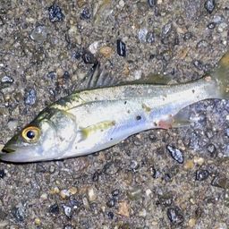 セイゴ（マルスズキ）