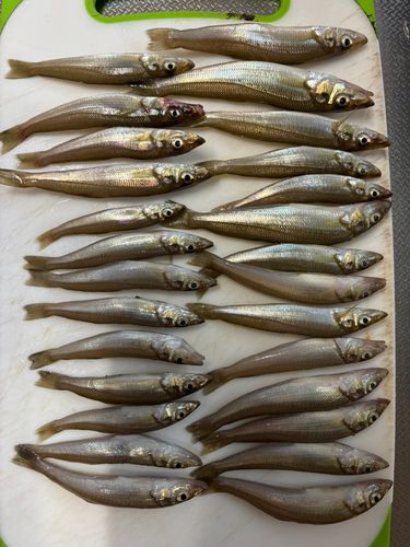 キスの釣果