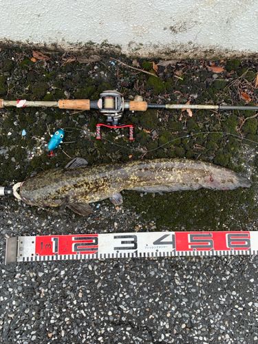 ナマズの釣果