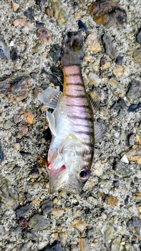 テンジクダイの釣果