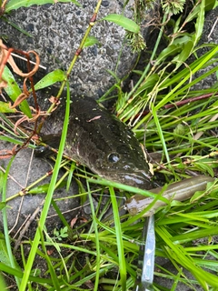 ライギョの釣果