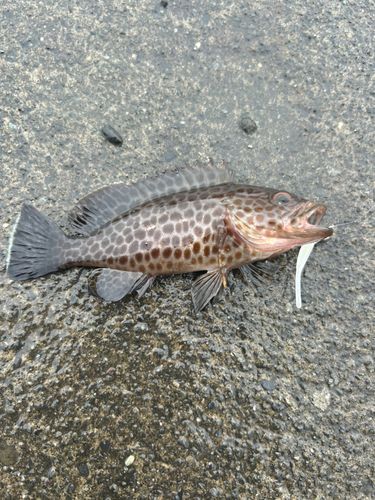 オオモンハタの釣果