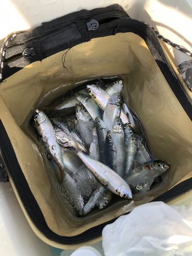 サッパの釣果