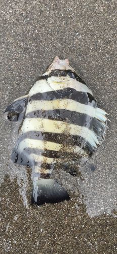 イシダイの釣果