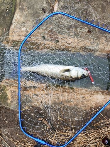 フッコ（マルスズキ）の釣果