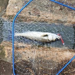 フッコ（マルスズキ）