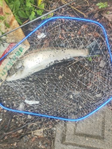 フッコ（マルスズキ）の釣果