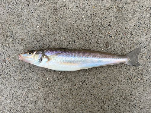 キスの釣果