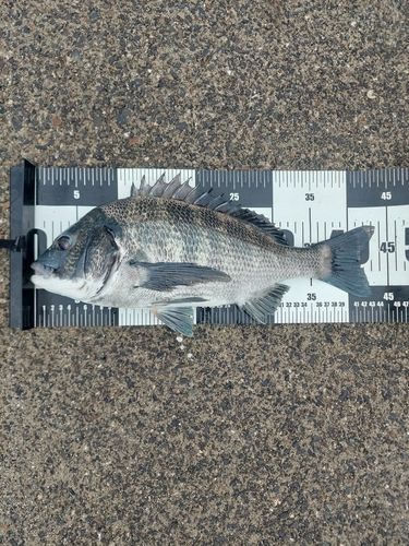 チヌの釣果