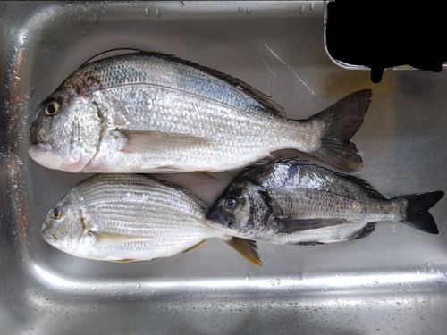ヘダイの釣果