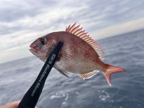 マダイの釣果