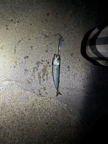 サバの釣果
