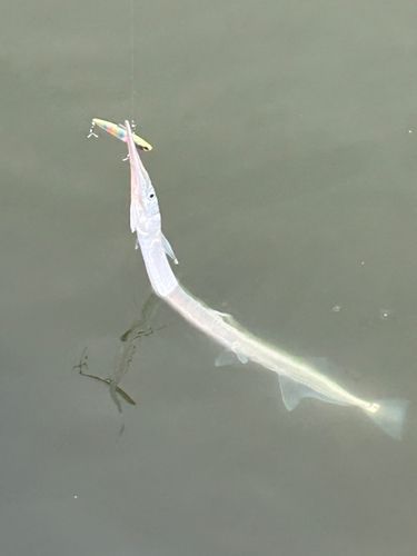 ダツの釣果