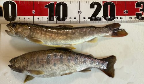 ヤマメの釣果