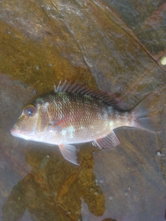 クチナジの釣果