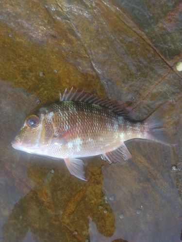 クチナジの釣果