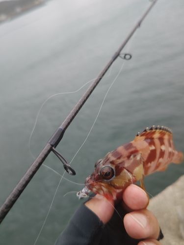 アカハタの釣果