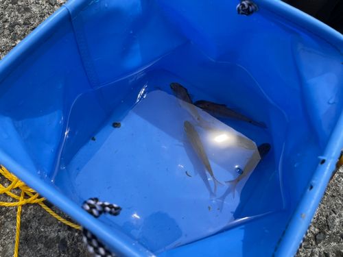 スズメダイの釣果