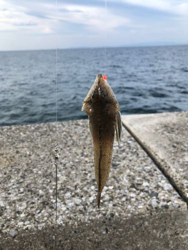 メゴチの釣果
