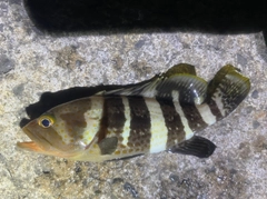 アオハタの釣果